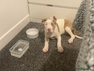 American Bulldog dogs Narla - Advert 1