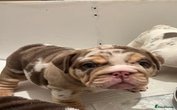 English Bulldog dogs for sale: QC puppies  - Image 15