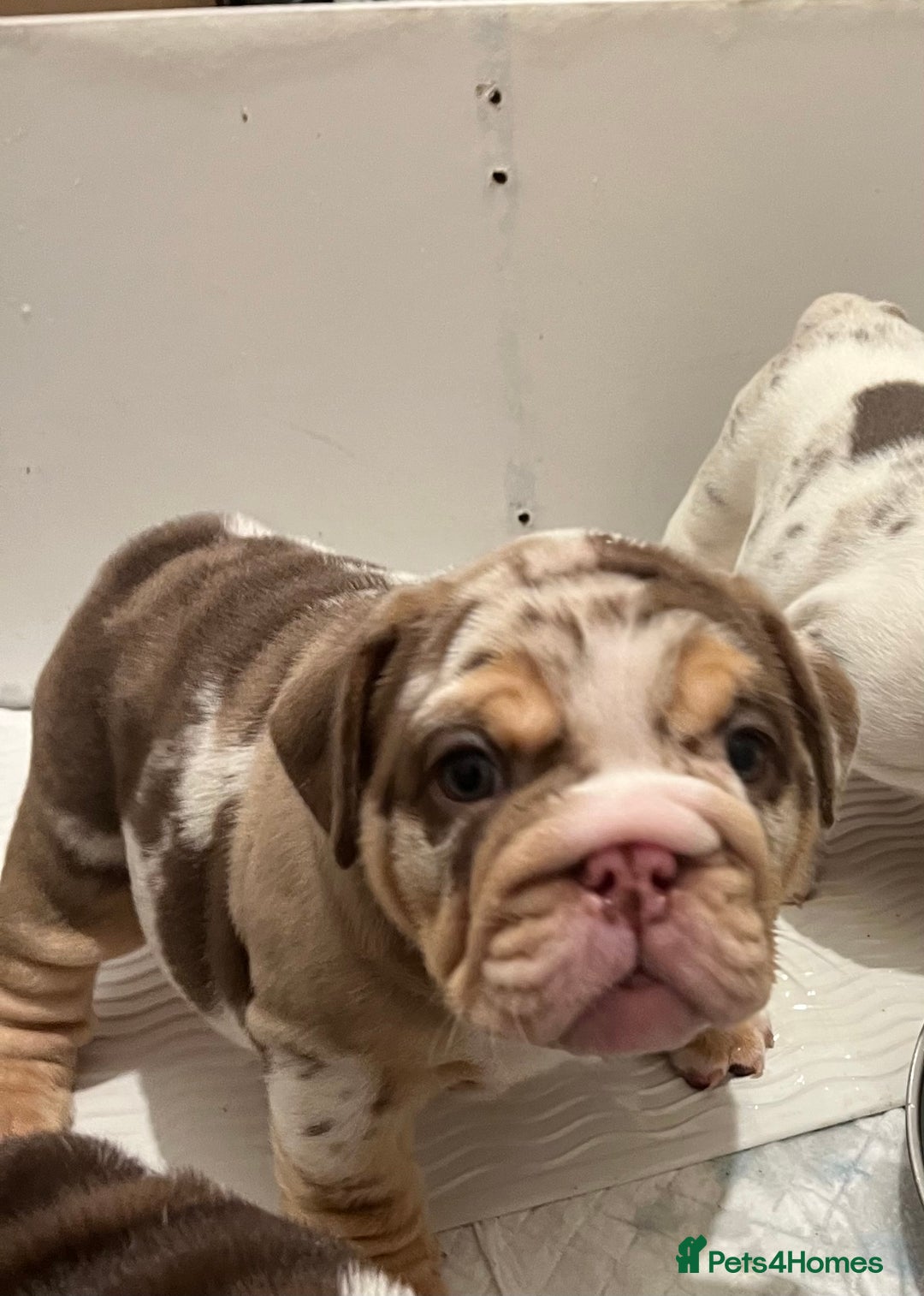 English Bulldog dogs for sale: QC puppies  - Image 15