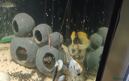 Other/Mixed Breed fish for sale: 5ft fish tank with fish - Image 22