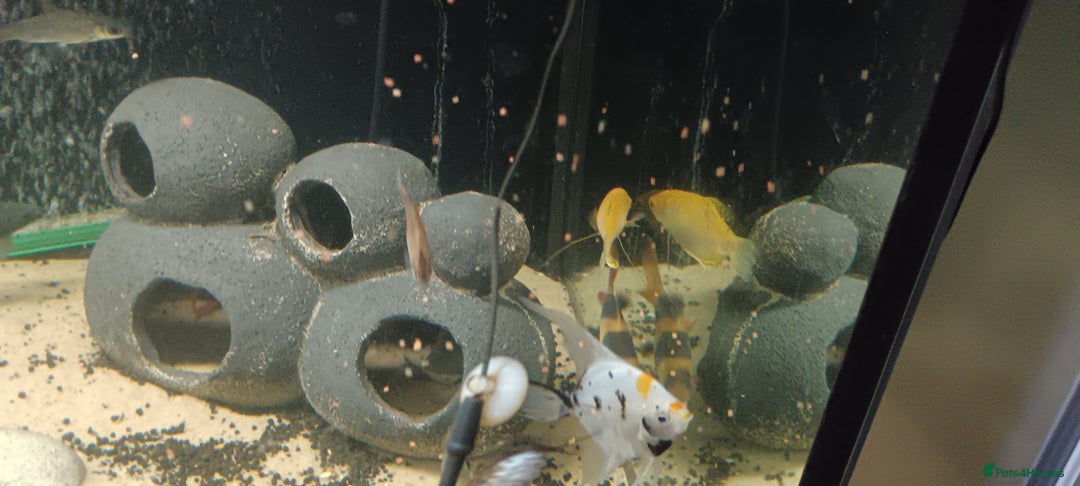 Other/Mixed Breed fish for sale: 5ft fish tank with fish - Image 22