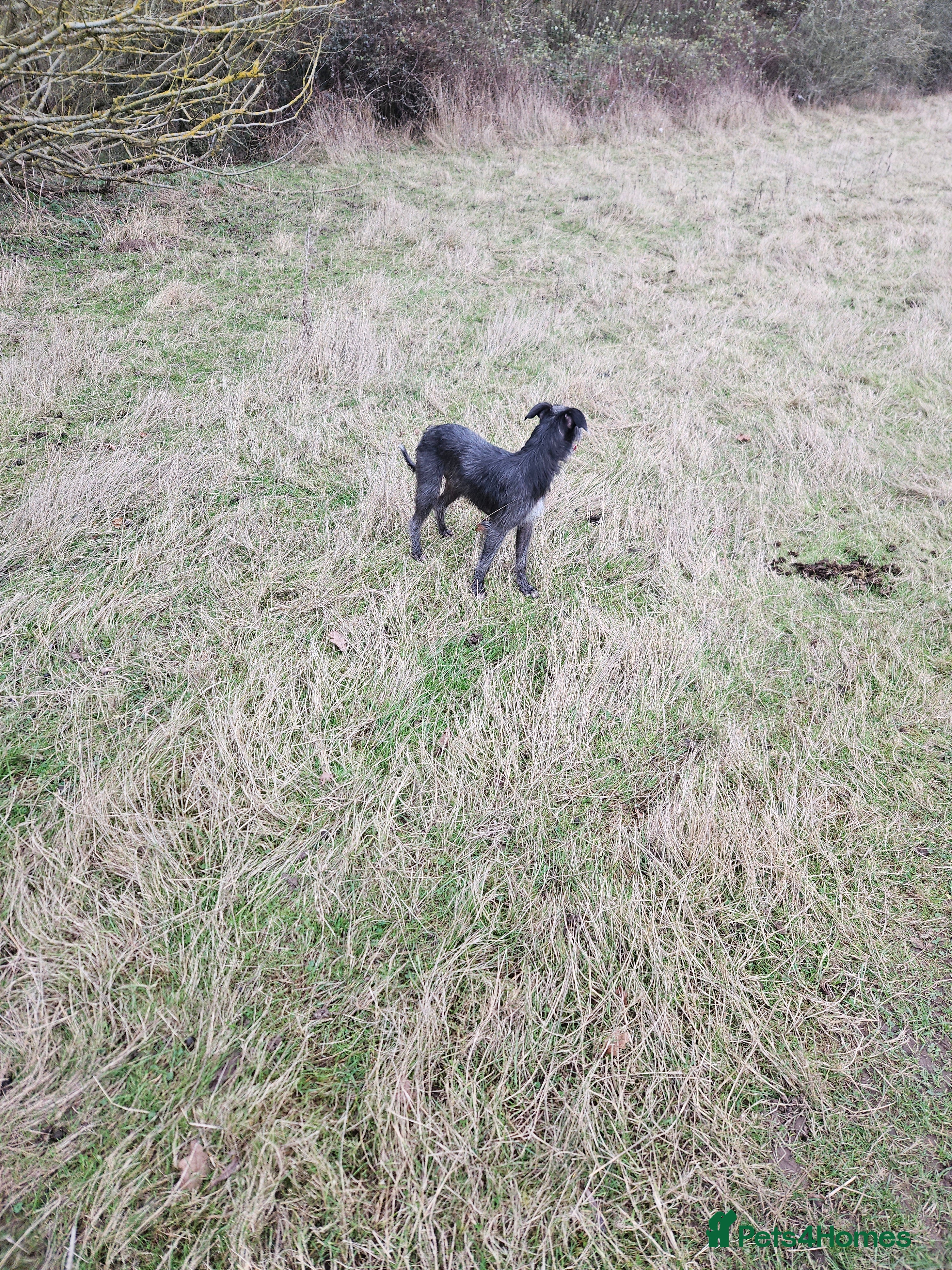 Mixed Breed dogs Bedlington whippet  in Colchester - Advert 1