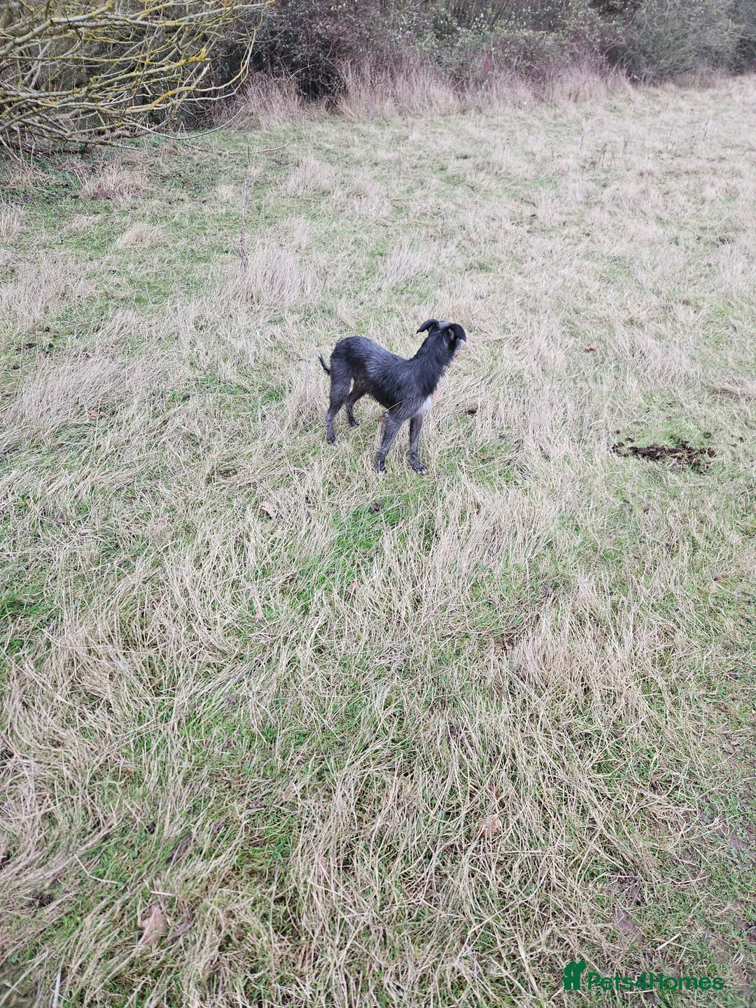 Mixed Breed dogs for sale: Bedlington whippet  in Colchester - Advert 1