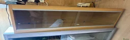 Python Snake reptiles for sale: Royal pythons  - Advert 8