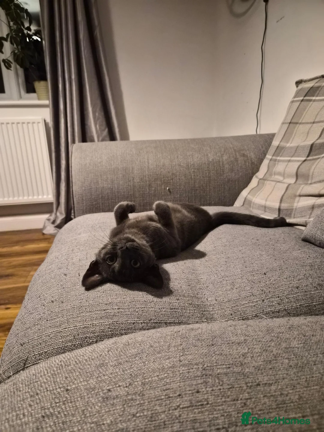 Mixed Breed cats for sale: 5 month old kitten  in York - Advert 3