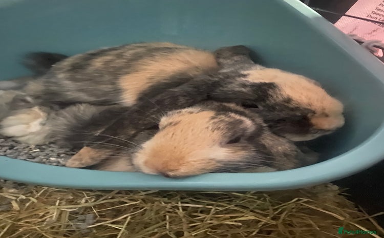 English Lop rabbits - Advert 2