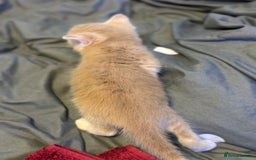 Mixed Breed cats for sale: Beautiful kittens  - Image 15