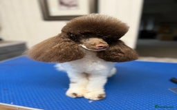 Toy Poodle dogs for stud: RICK JAMES choc parti toy poodle for stud  - Image 2