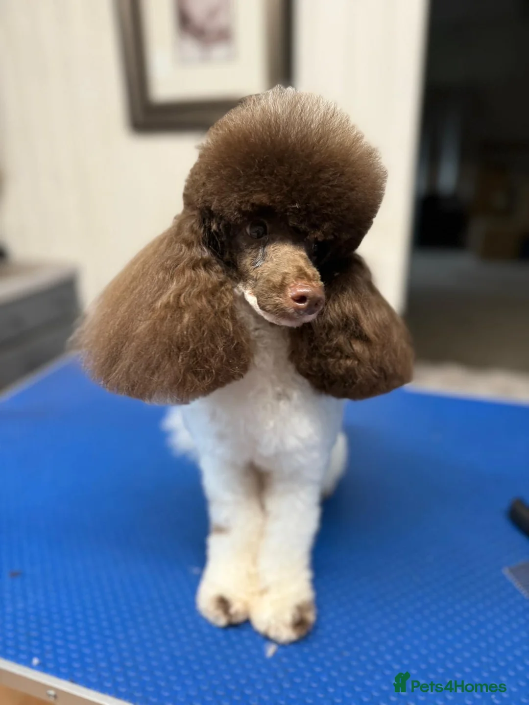 Toy Poodle dogs for stud: RICK JAMES choc parti toy poodle for stud  - Advert 2