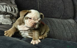 English Bulldog dogs for sale: English bulldog male - Image 1