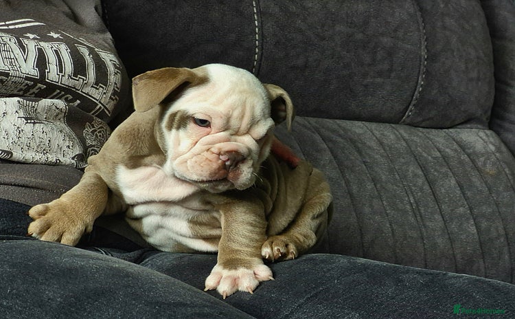 English Bulldog dogs - Advert 1