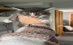 Maine Coon cats for sale: Beautiful RARE coloured Maine Coons - Image 4