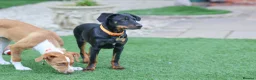 Mixed Breed dogs for adoption: Lovely Little Lotus - Advert 10