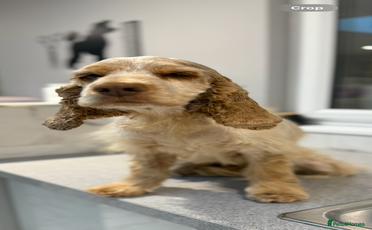 Cocker Spaniel dogs - Advert 9