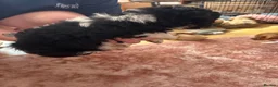 Jackapoo dogs for sale: Jackapoo puppies in Sittingbourne - Advert 5
