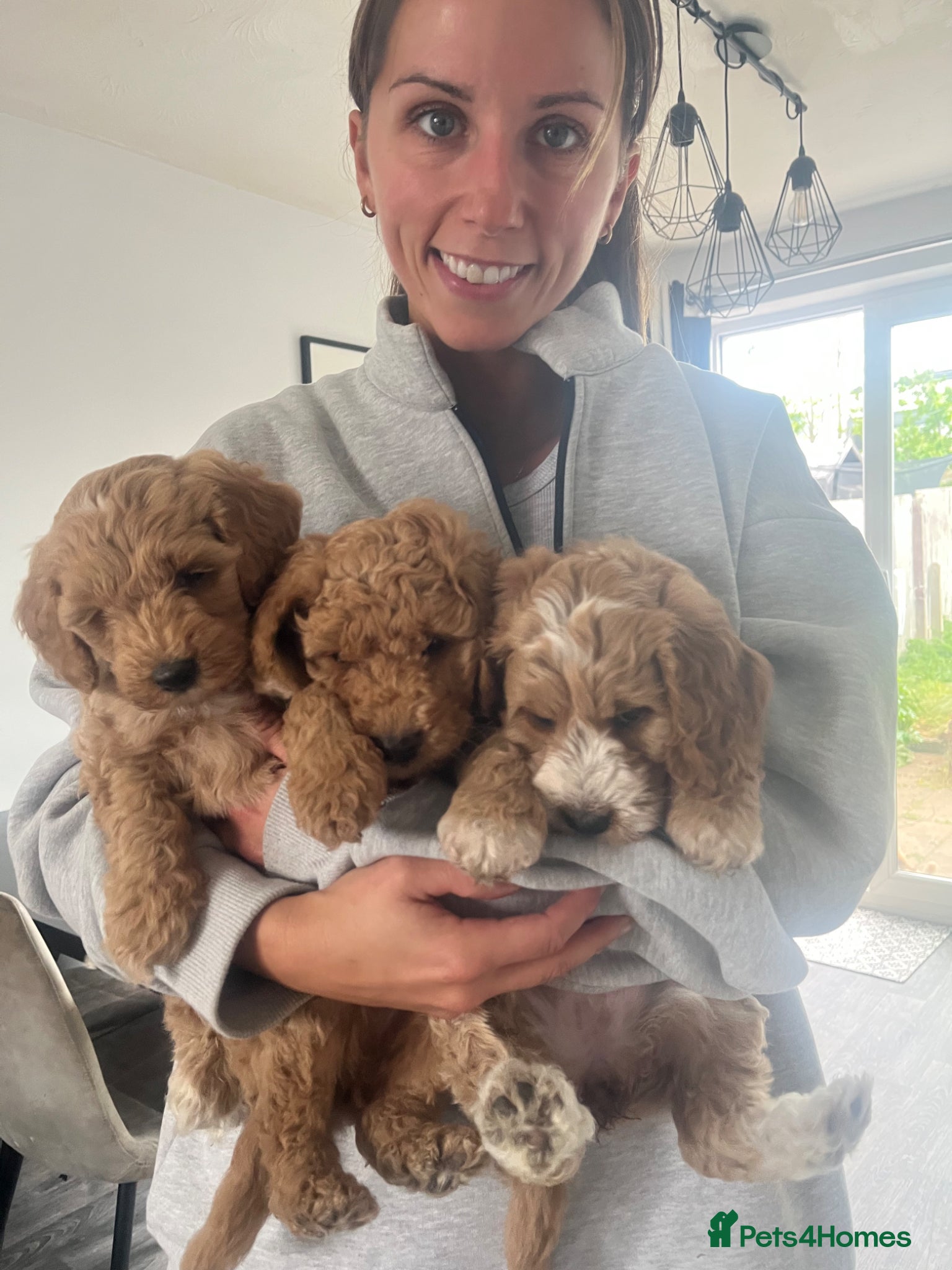 Mixed Breed dogs F1 DOUBLE DOODLE ❤️REDUCED PRICE £1300  - Advert 5