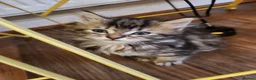 Maine Coon cats for sale: Little miss singleton  - Advert 6