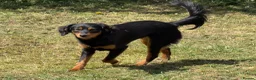 Mixed Breed dogs for sale: 11month old Female mixed breed  - Advert 1