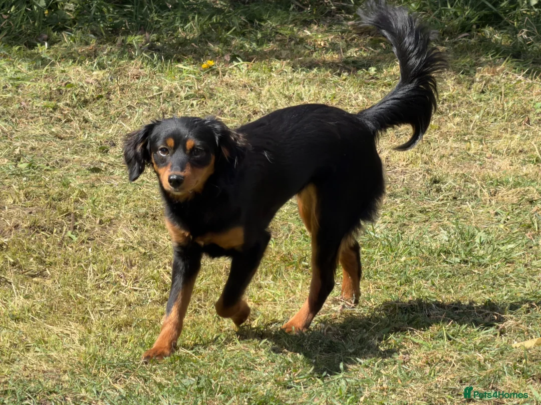Mixed Breed dogs for sale: 11month old Female mixed breed  - Advert 1