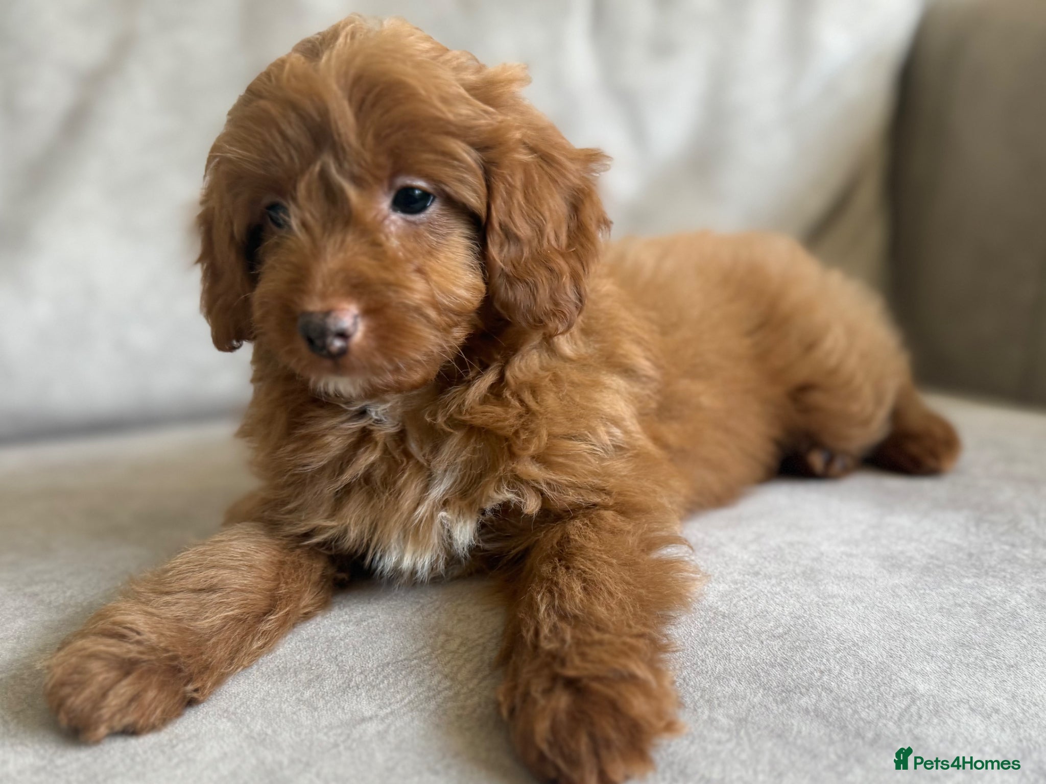 Cavapoo dogs Extensively health tested fox red Cavapoo puppy’s  - Advert 2