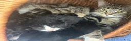 Mixed Breed cats for sale: Beautiful kittens  in Woking - Advert 17