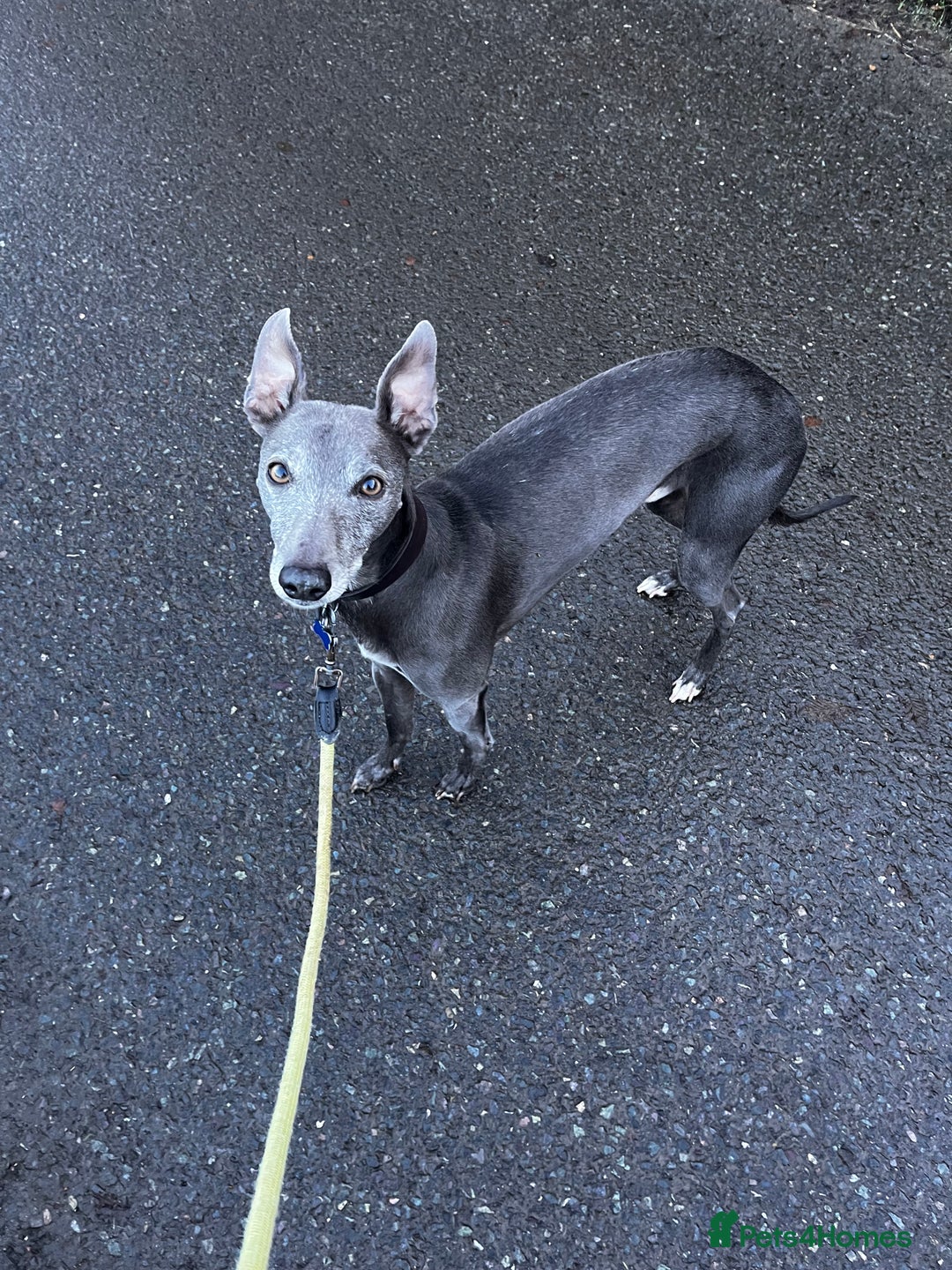 Whippet dogs for stud: Beautiful Blue Whippet Stud - Advert 2