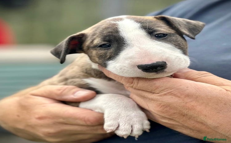 English Bull Terrier dogs - Advert 2