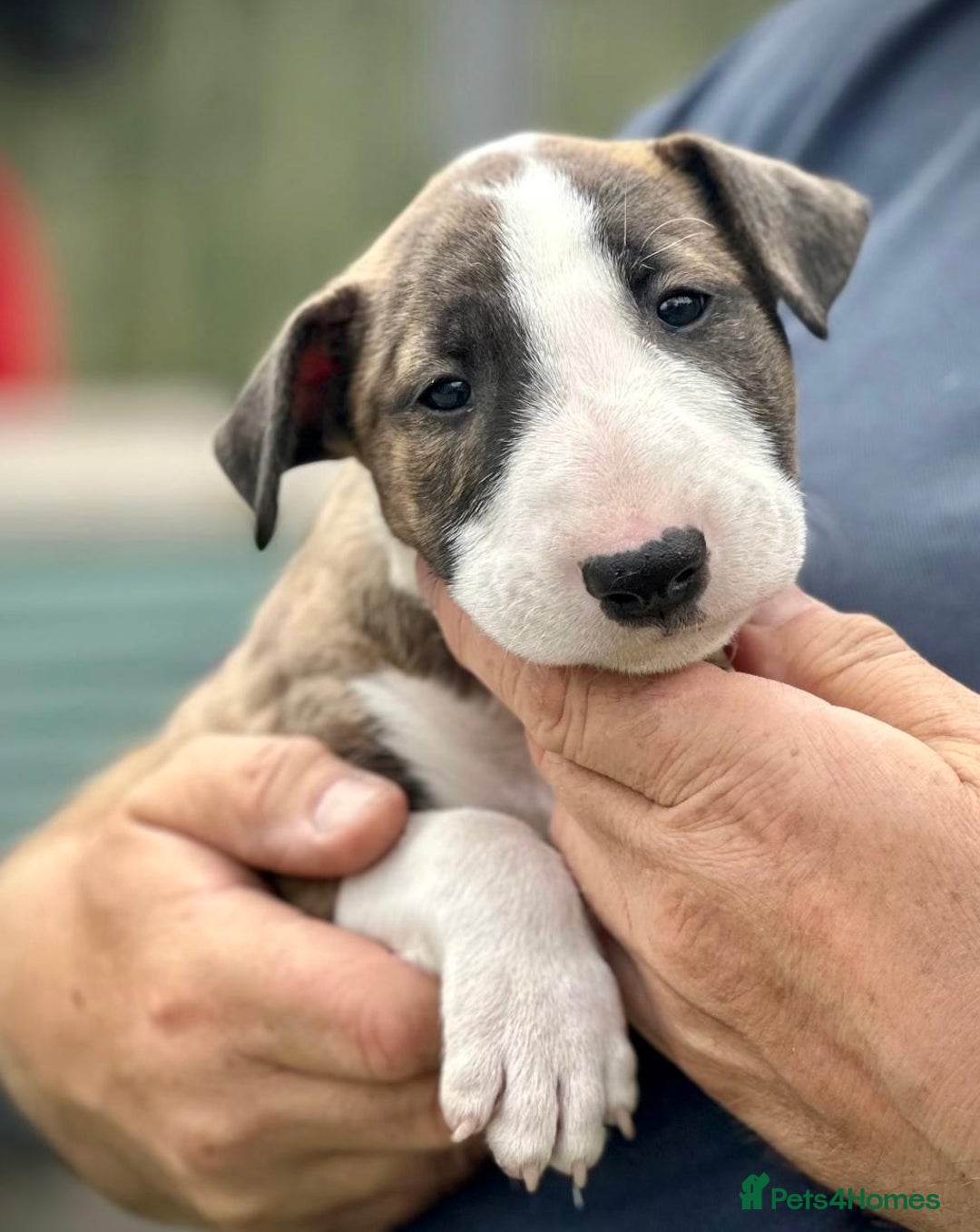 English Bull Terrier dogs for sale: English Bull Terrier Pup - Image 3
