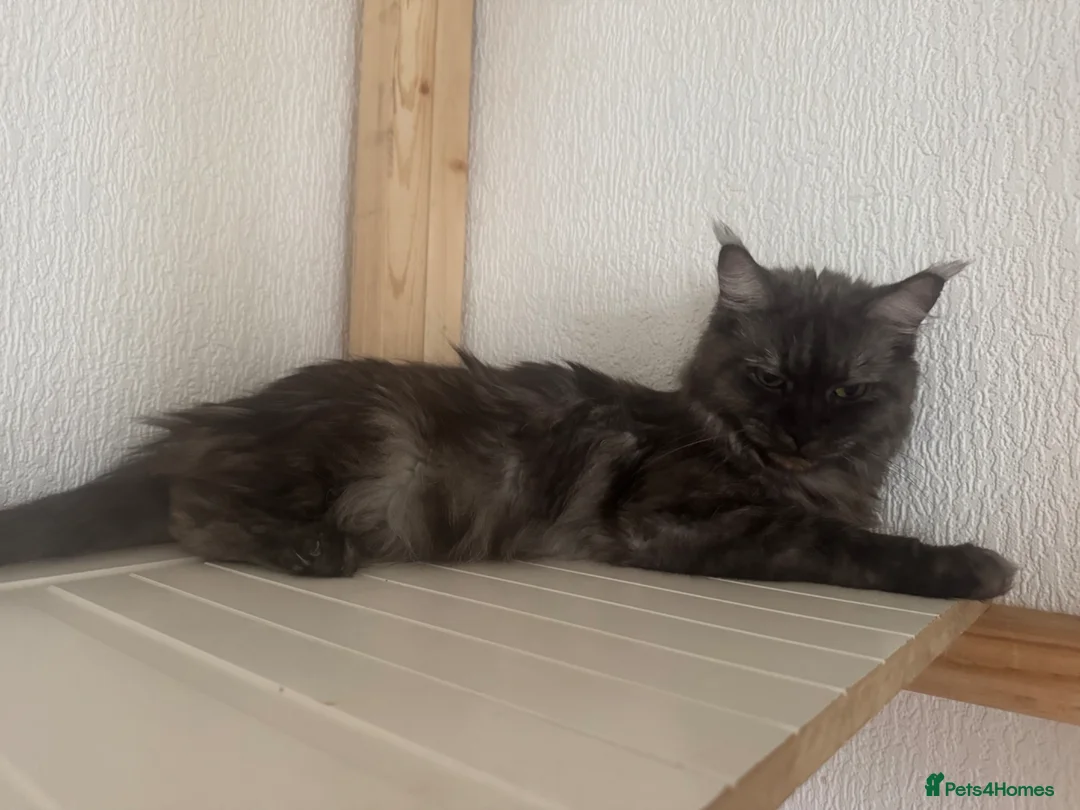 Maine Coon cats for sale: DNA tested and TICA registered females  - Advert 2