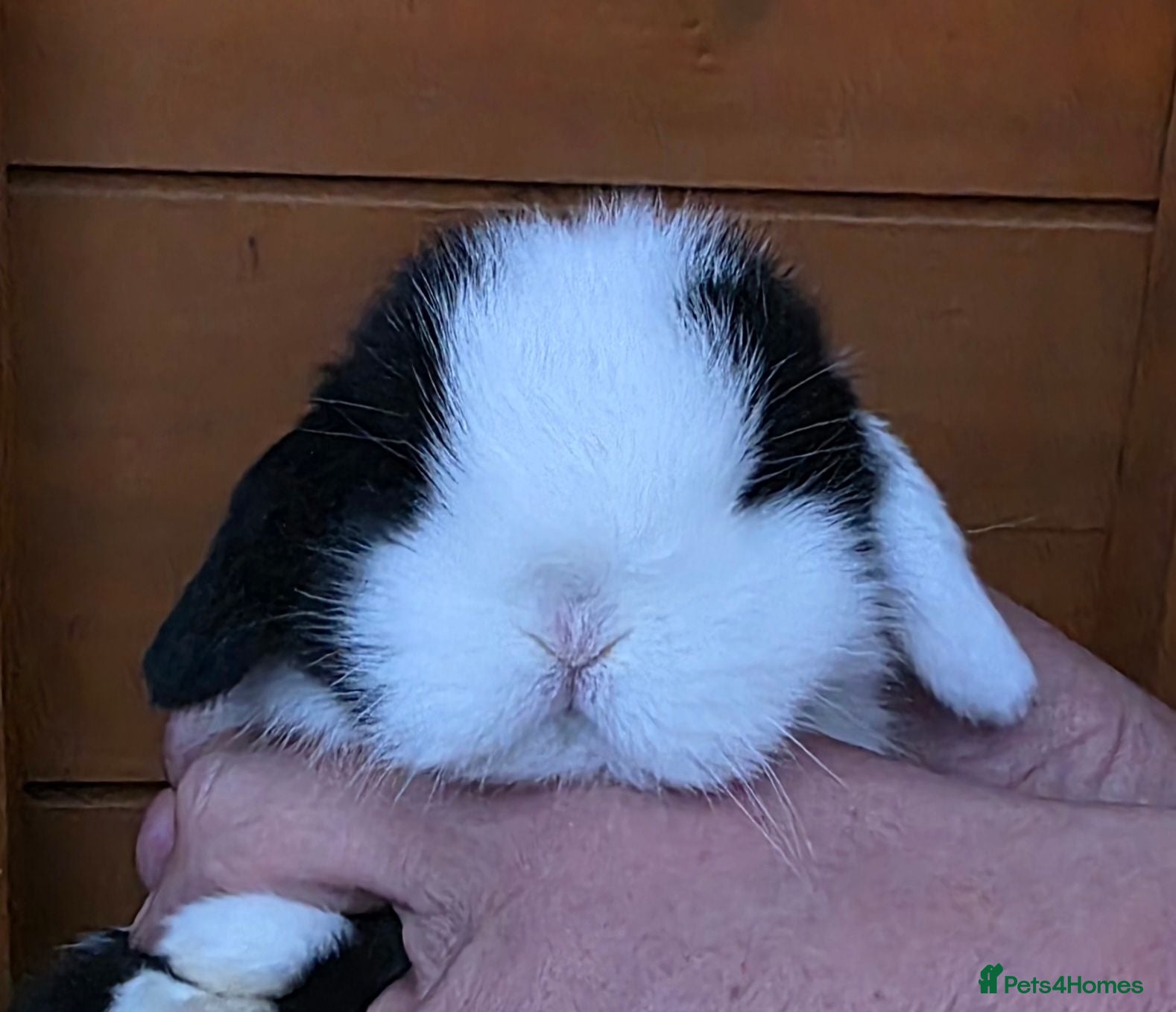 Mini Lop rabbits Stunning Mini lop babies  - Advert 1