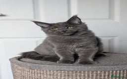 Maine Coon cats for sale: Maine coon kitten. Tica registered - Image 13