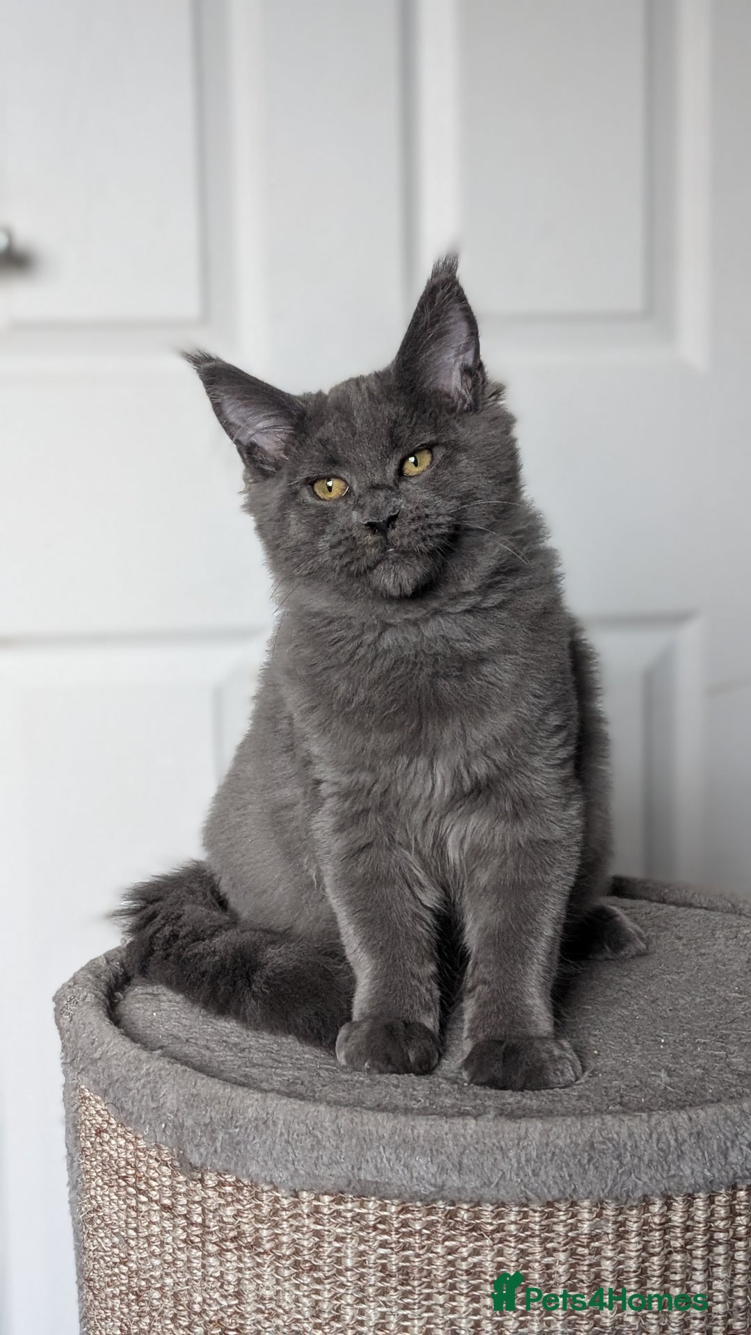 Maine Coon cats for sale: Maine coon kitten. Tica registered - Image 13