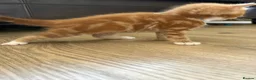 Mixed Breed cats for sale: 4 Ginger Male Kittens from 7th of September  in London - Advert 6