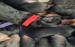 Dachshund dogs for sale: Beautiful Dachshund Puppies - Image 20