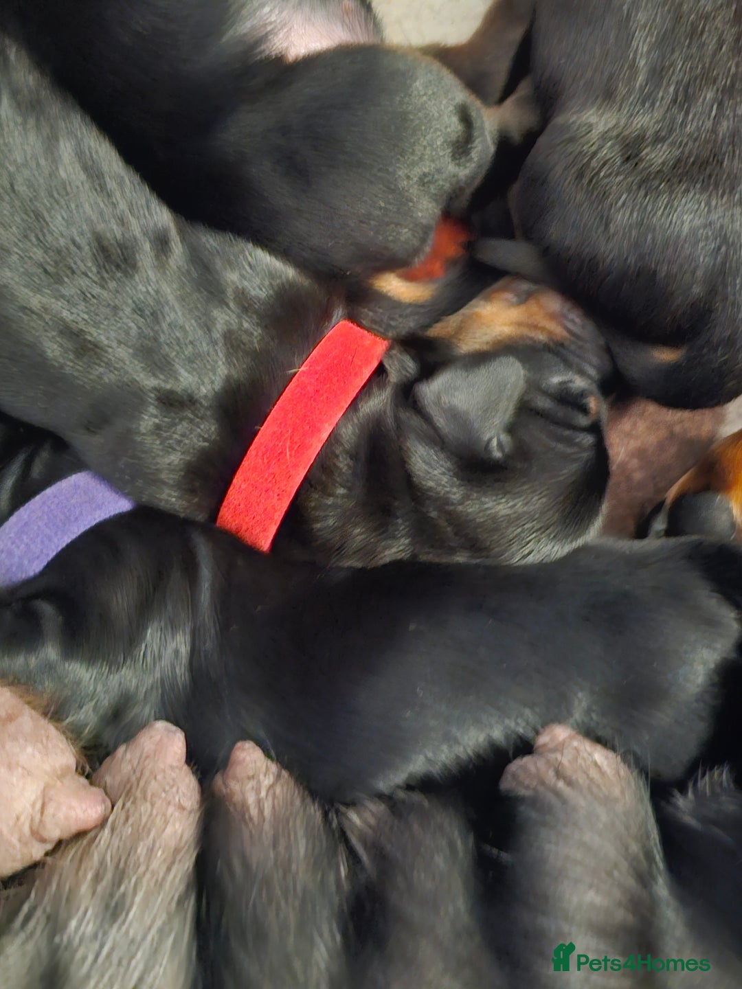 Dachshund dogs for sale: Beautiful Dachshund Puppies - Image 20