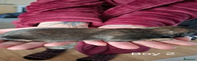 Shih Tzu 6