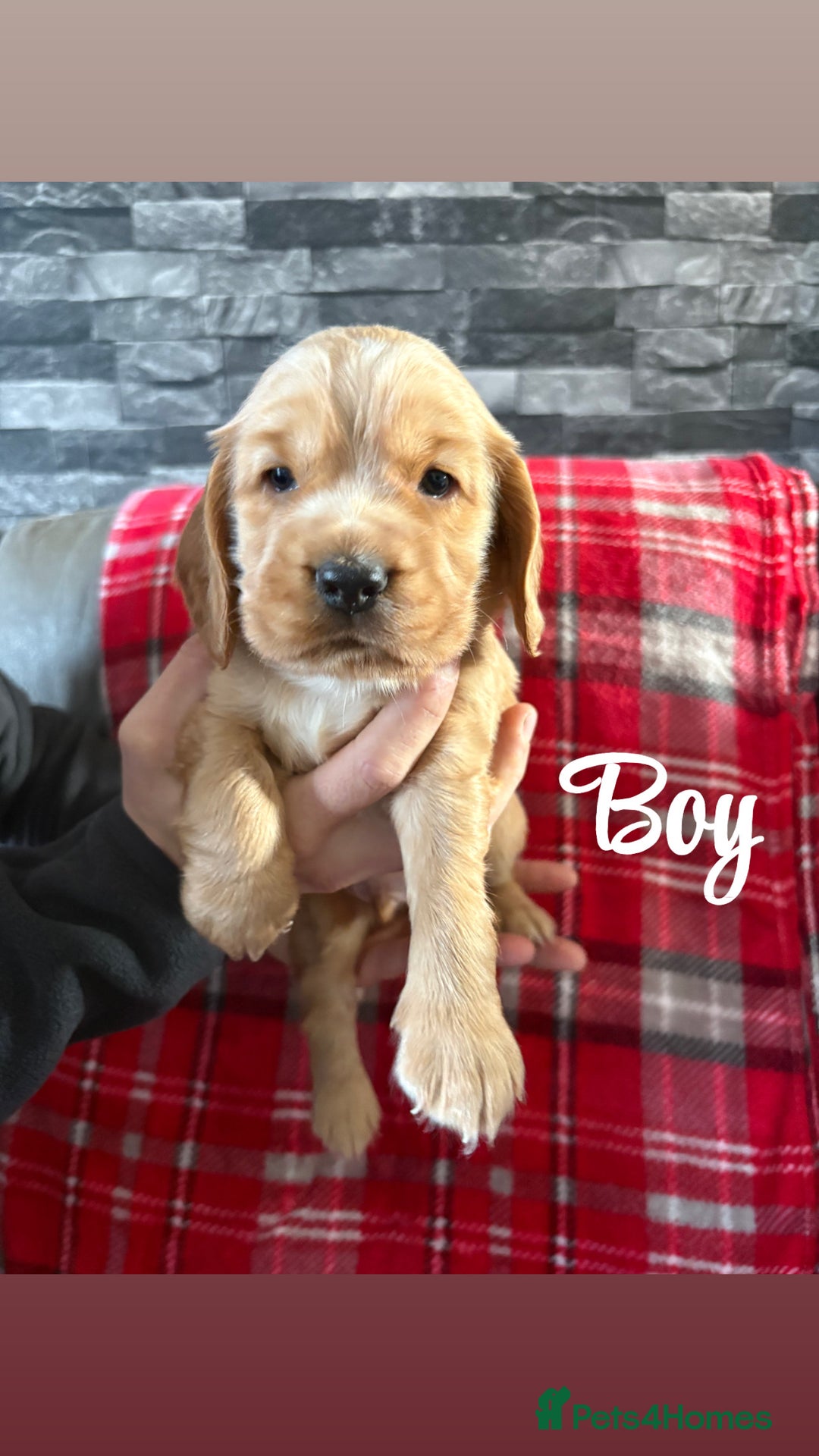Cocker Spaniel dogs for sale: Show type cocker spaniel pups - Advert 4