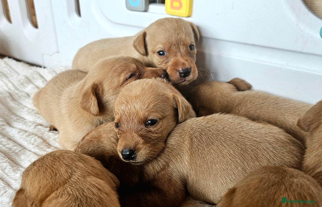 Labrador Retriever dogs for sale: THE LAST KC FOX RED GIRL READY TO LEAVE NOW  - Image 22