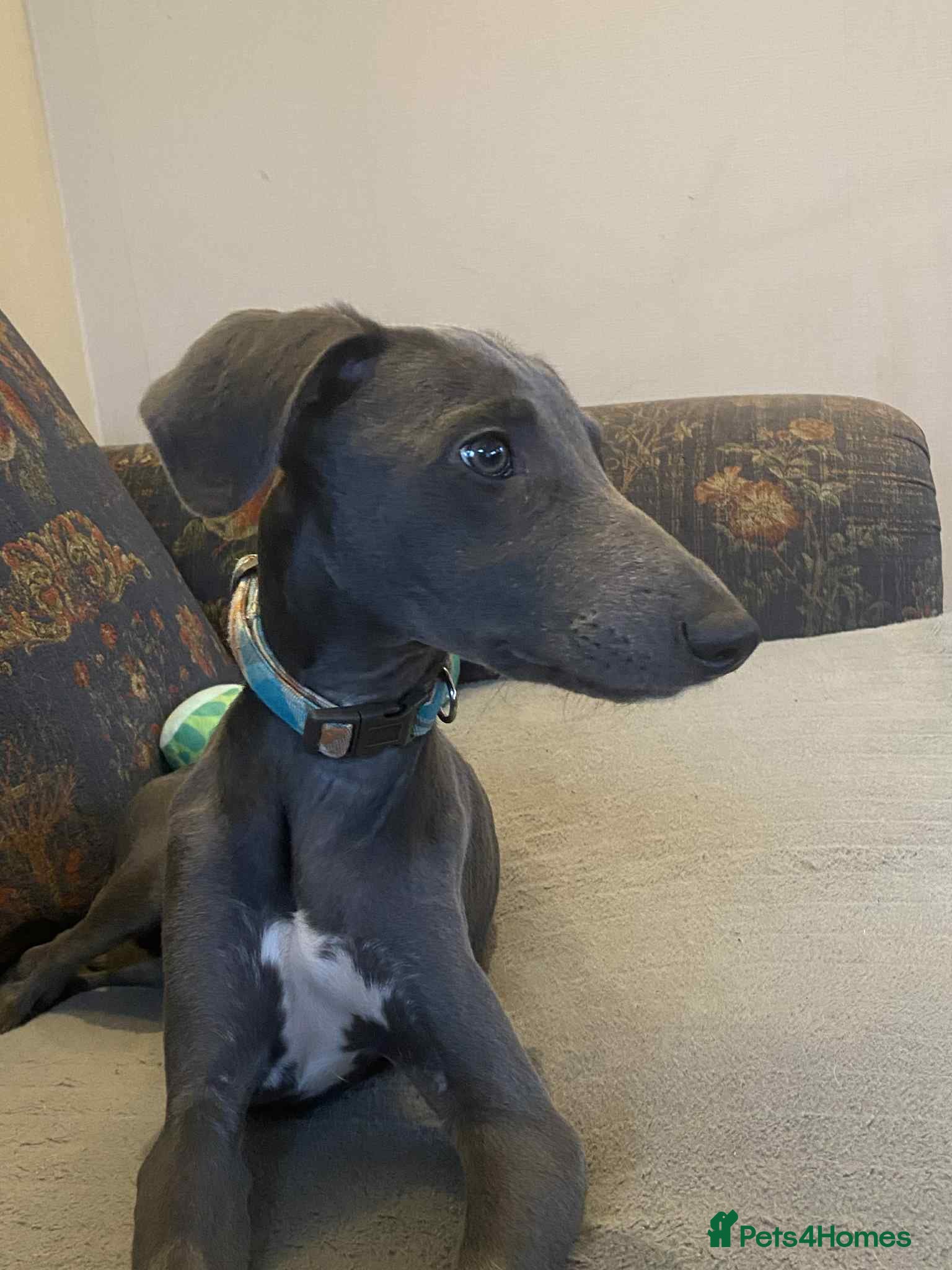 Mixed Breed dogs Beautiful Saluki x Whippet puppies - Advert 11