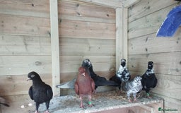 Pigeons birds for sale: Portuguese tumblers  - Image 12