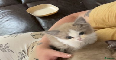 Ragdoll cats - Advert 10