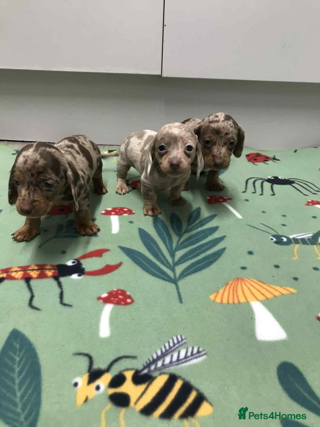 Dachshund dogs for sale: MINATURE DASHUNDS 3 boys  - Advert 2