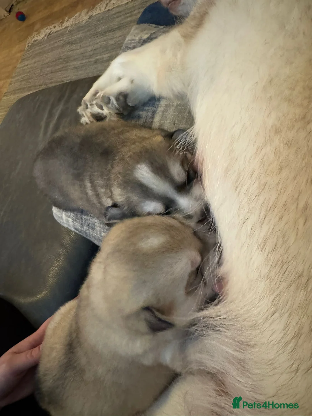 Siberian Husky dogs for sale: 2 male Siberian Husky pups for sale - Advert 3