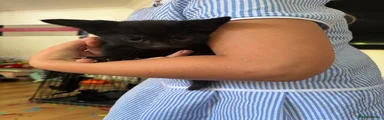 Mixed Breed 3