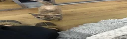 Devon Rex cats for sale: Devon Rex girl 6years old - Advert 4