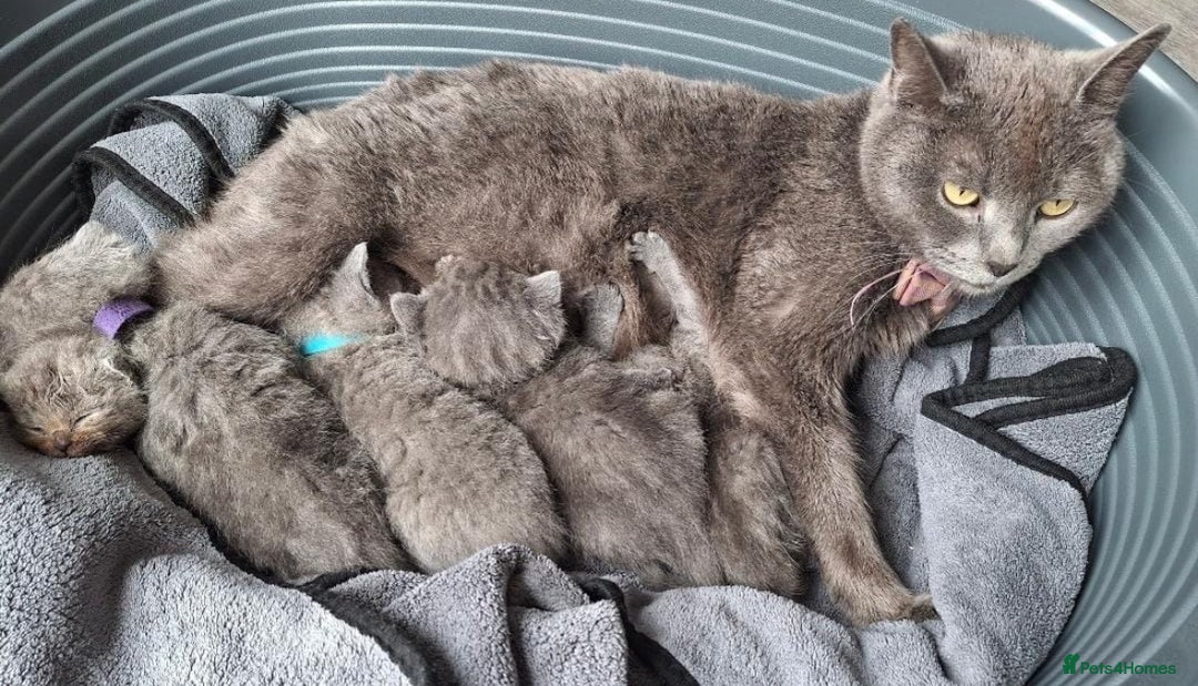 British Shorthair cats for sale: Two Blue British Short Hair Kittens  - Image 12