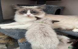 Ragdoll cats for sale: Our little snow babies ragdoll kittens  - Image 18