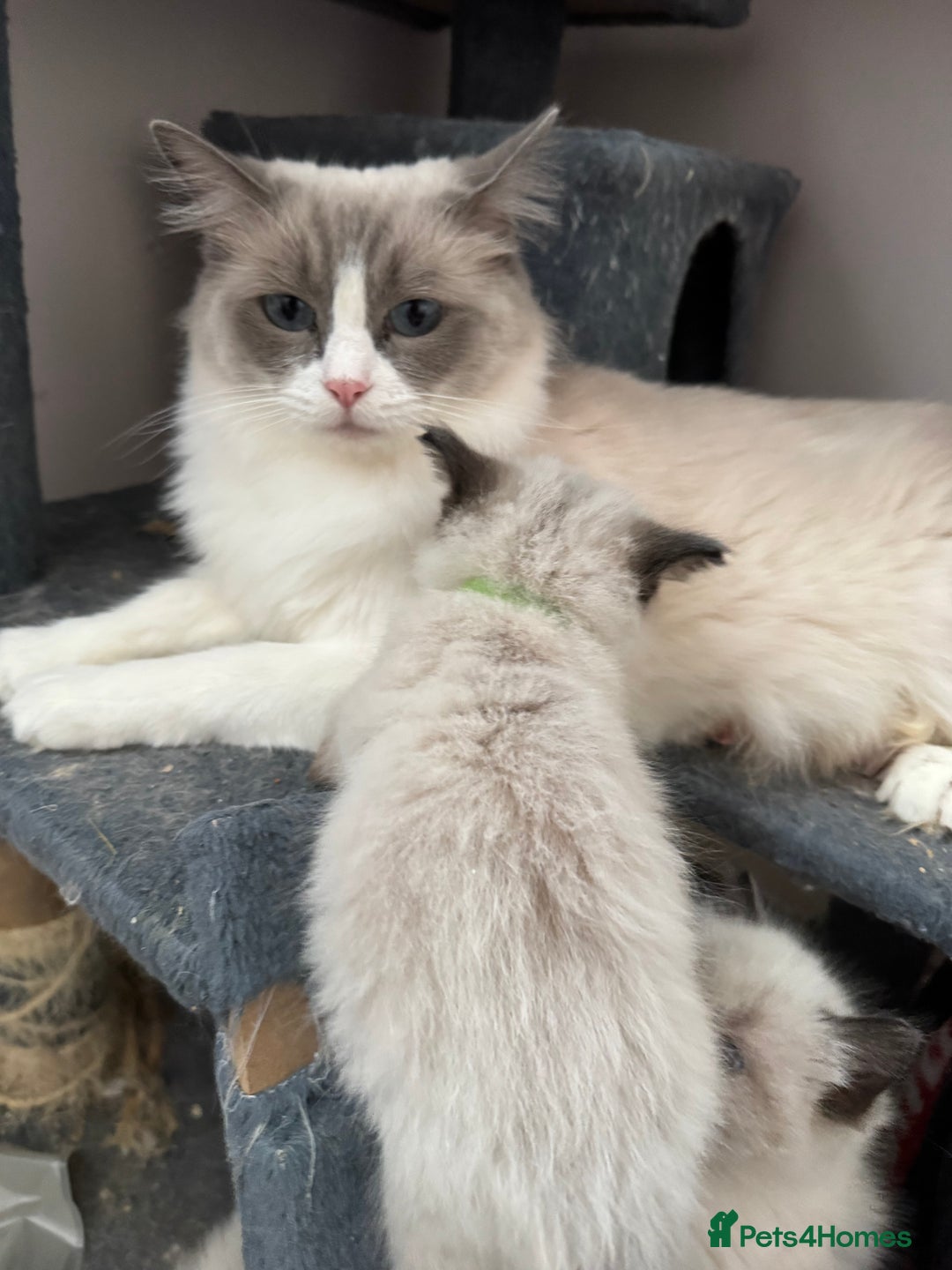Ragdoll cats for sale: Our little snow babies ragdoll kittens  - Image 18