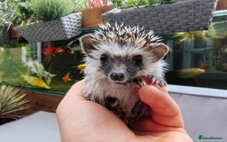 Pygmy Hedgehog rodents for sale: African pygmy hedgehogs - Image 21