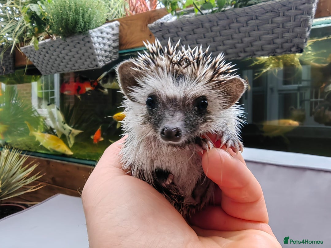 Pygmy Hedgehog rodents for sale: African pygmy hedgehogs - Image 21